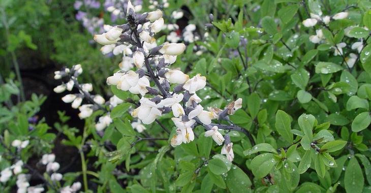 Baptisia alba 'Pendula'